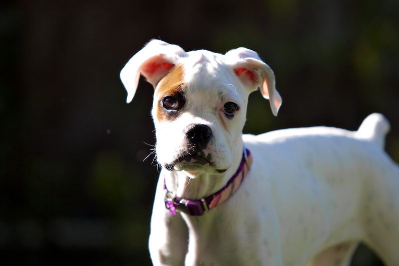 Boxer