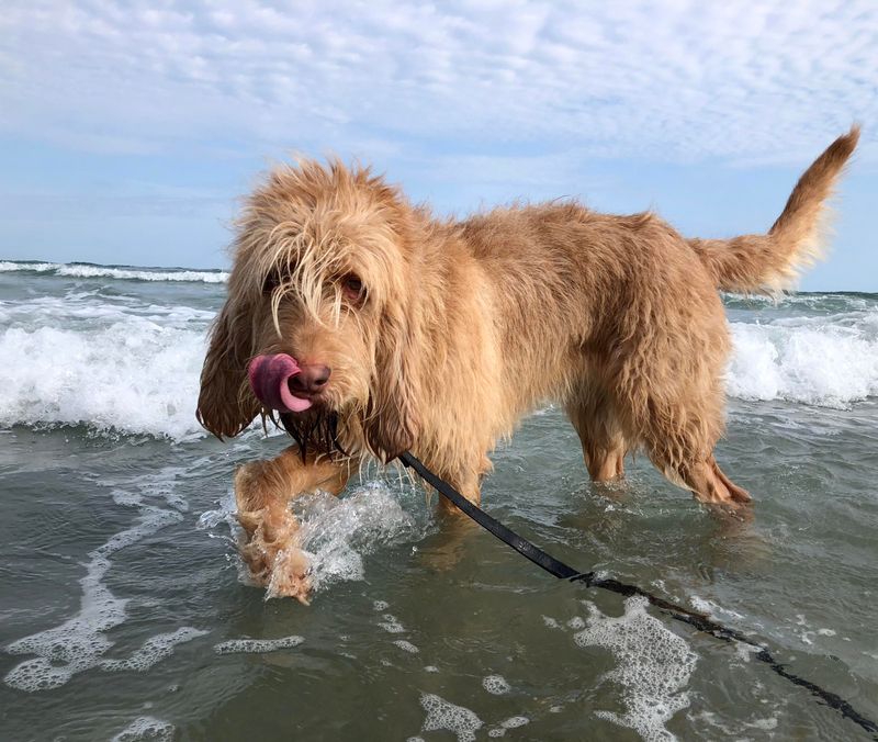 15 Ultra-Rare Dog Breeds You’ll Almost Never Spot in Everyday Life 3 Otterhound