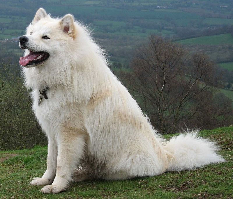 15 Breeds Most Likely To Lick, Nudge Or Paw You When Something Feels “Off” 8 Finnish Lapphund