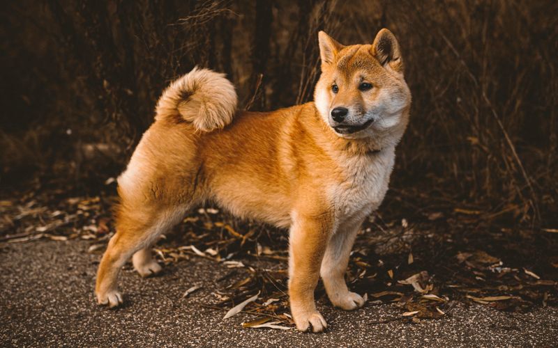 26 Healthy Dog Breeds That Rarely Face Serious Medical Issues 7 Shiba Inu