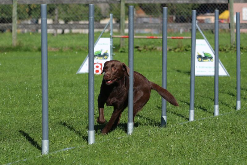 Labrador Retriever