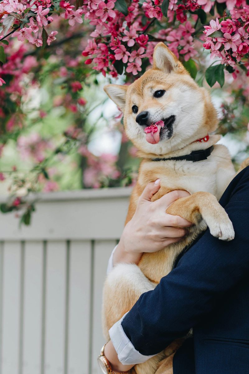 Akita