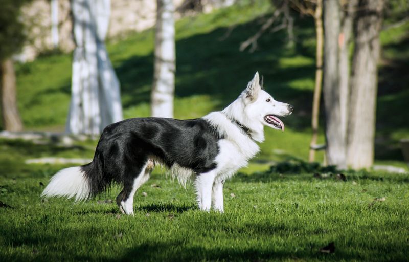 These 11 fearless companions would follow you anywhere - These 3 expect you to follow them instead 11 Border Collie