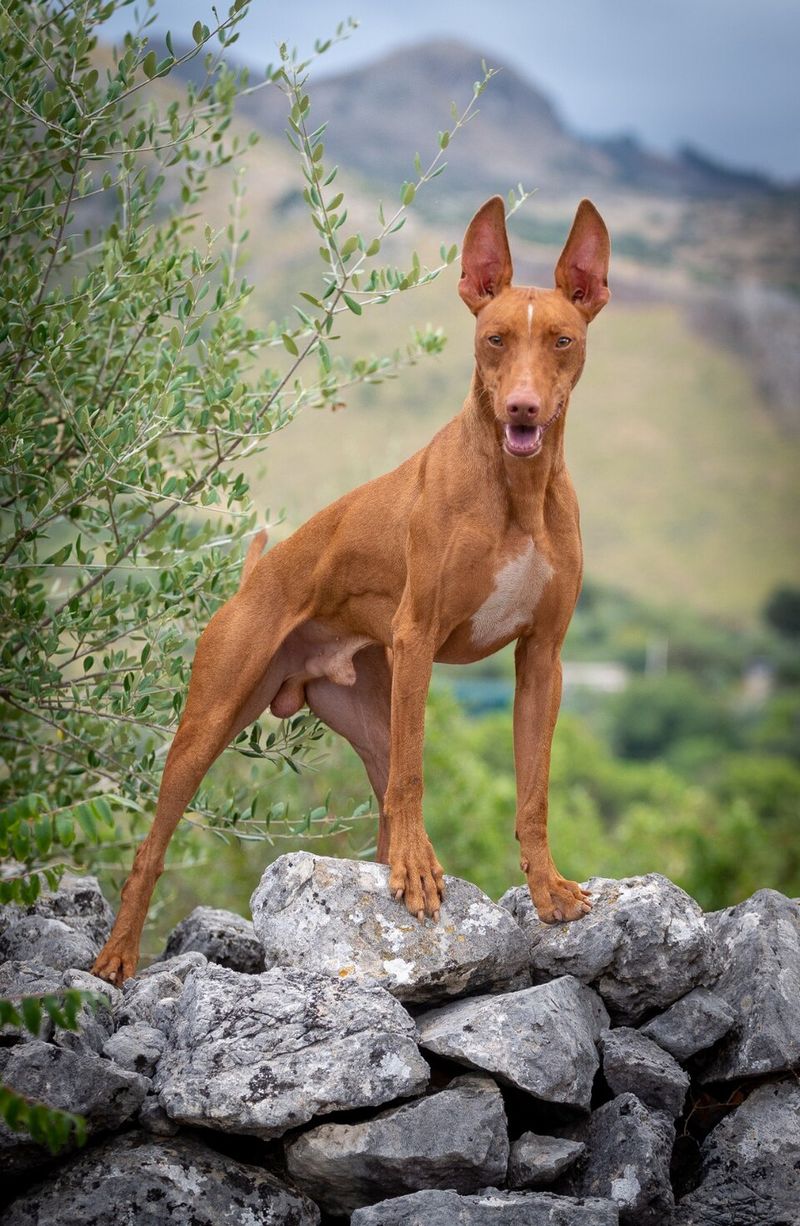 19 Rare Dog Breeds Known for Their Confident and Independent Nature 20 Cirneco dell’Etna