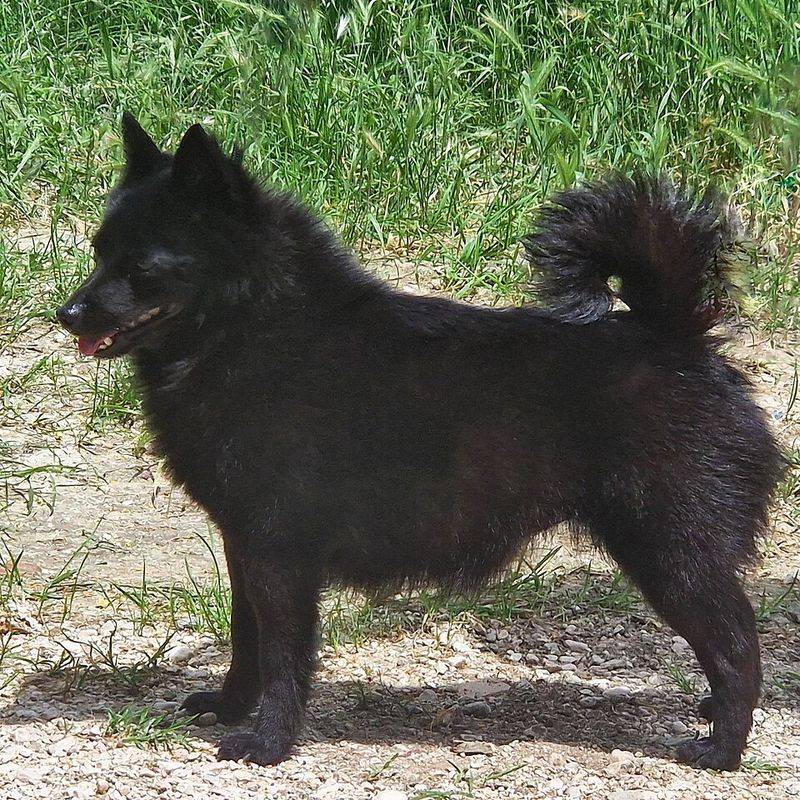 Schipperke