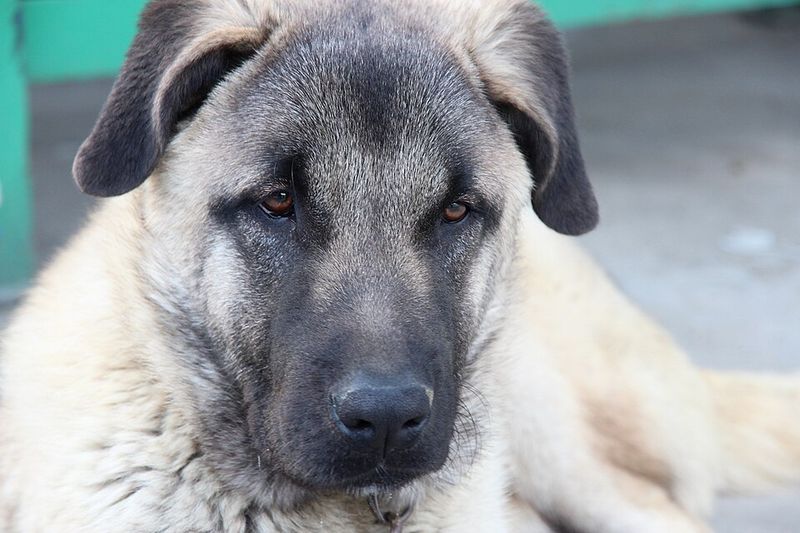 Kangal