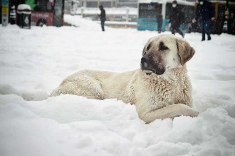 Kangal