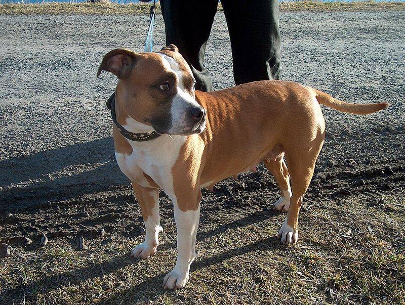 15 Dog Breeds That Resemble Pit Bulls – But Are Completely Different 5 American Staffordshire Terrier