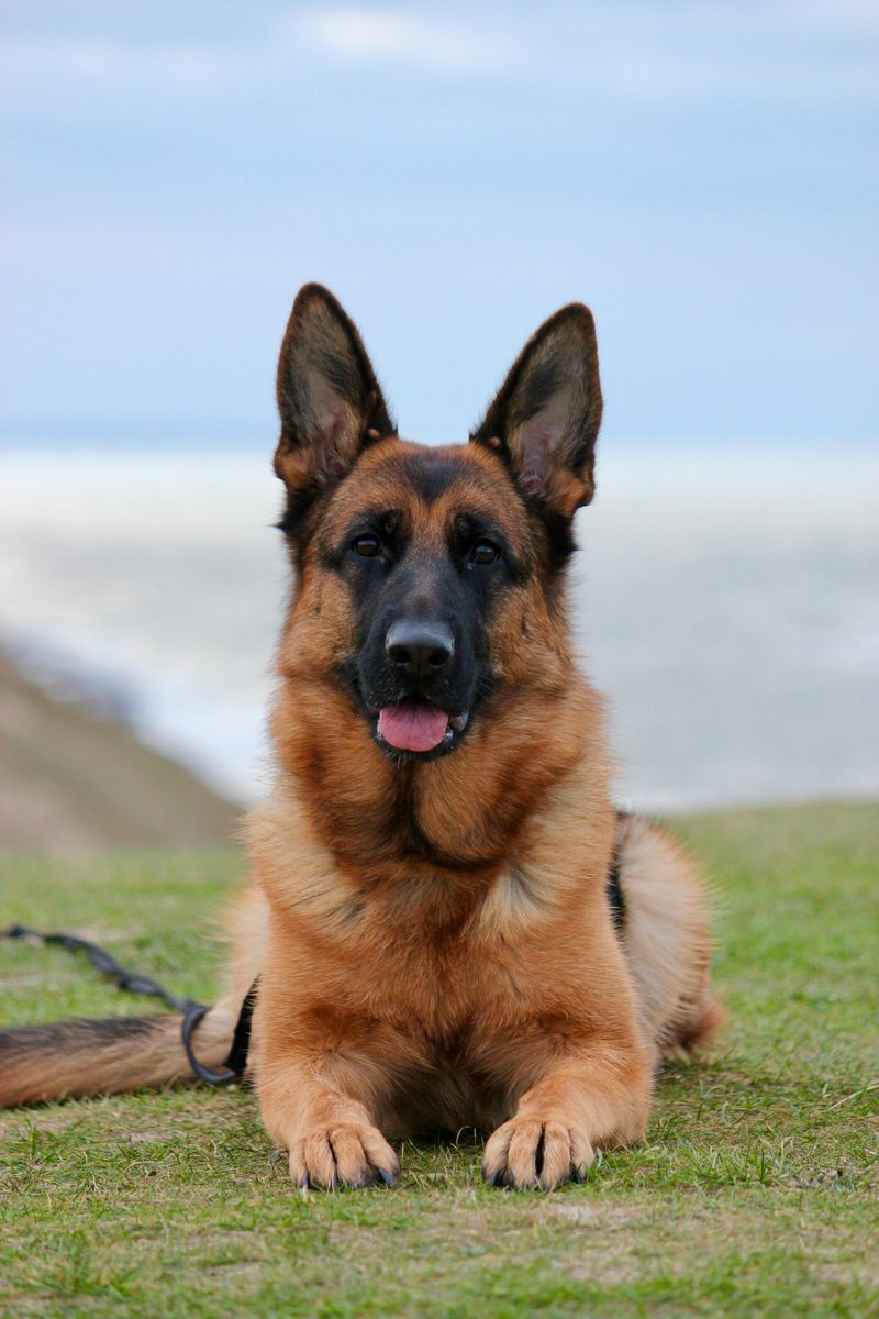 German Shepherd