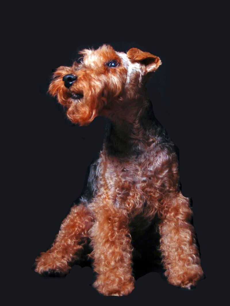 Welsh Terrier