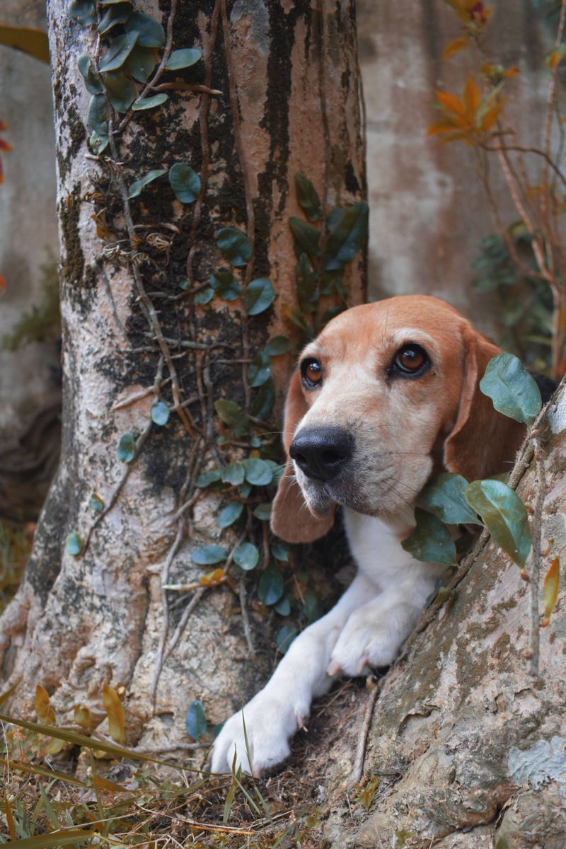 You set the house rules - until one of these 9 dog breeds decides they're negotiable 2 Beagle