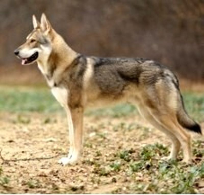 Saarloos Wolfdog