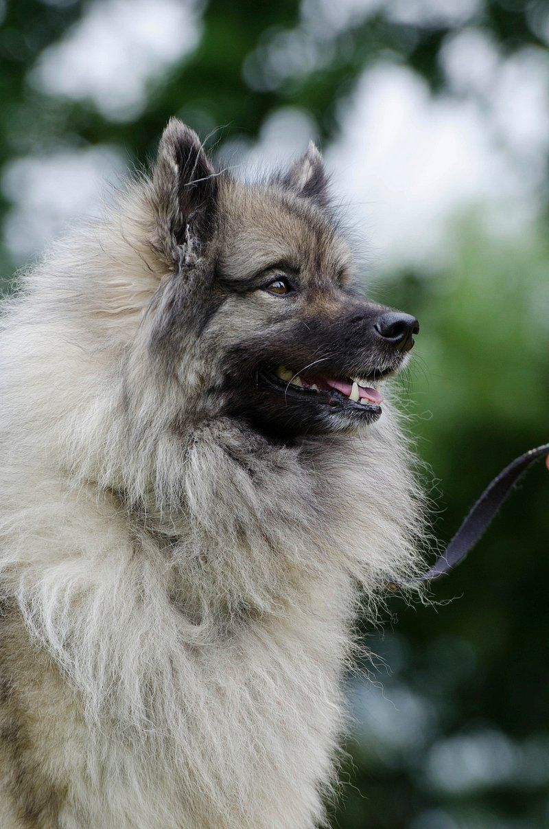 If harmony at home matters most, these dog breeds deserve your attention 10 Keeshond
