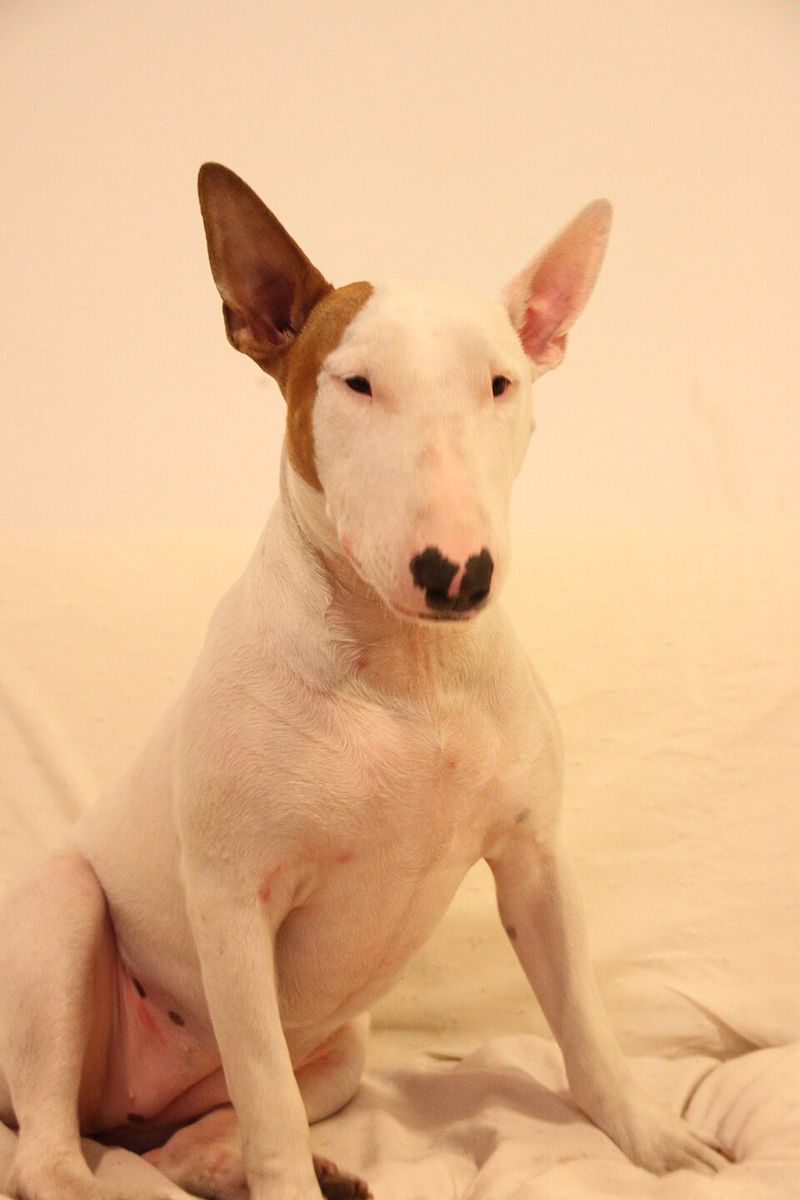 Bull Terrier