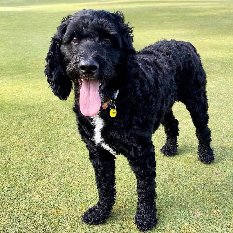 26 Popular Doodle Dog Mixes Loved for Their Personality and Charm 23 Springerdoodle