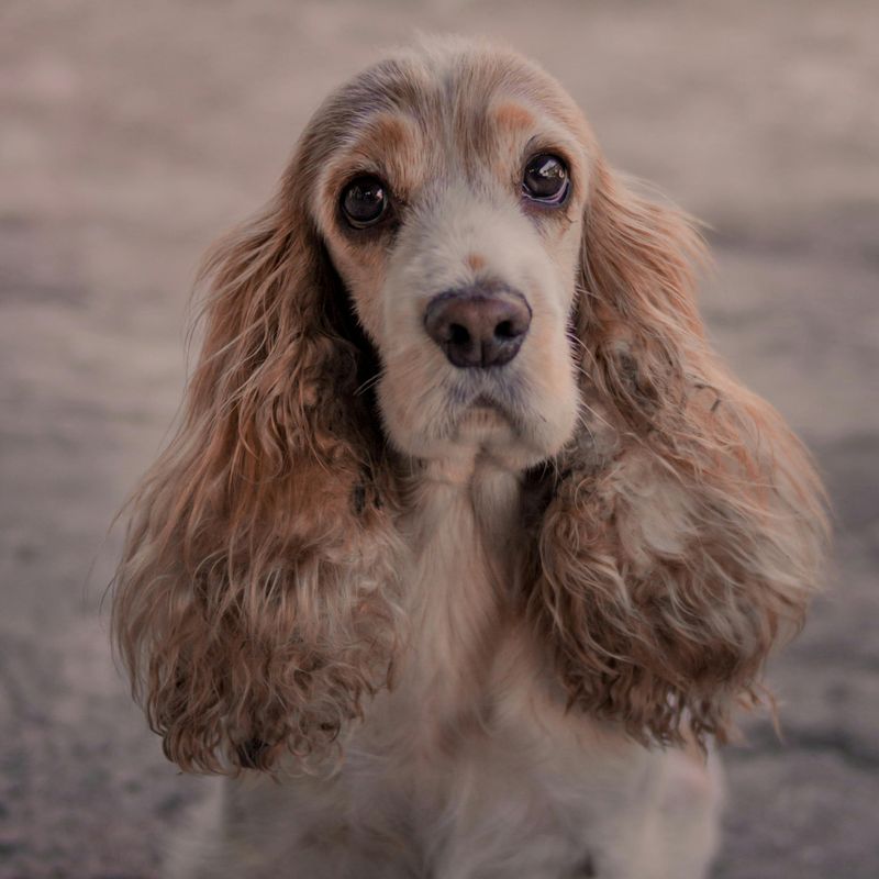 Cocker Spaniel
