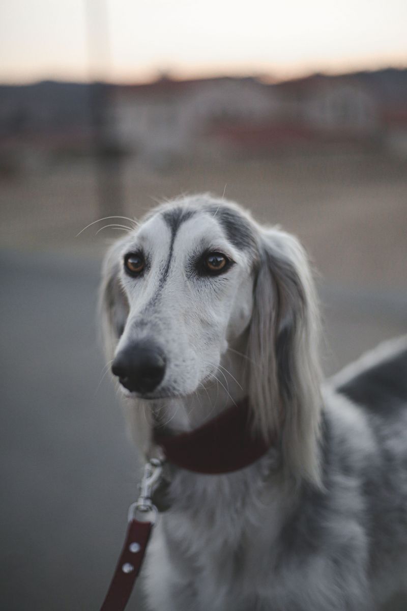 These 13 dog breeds may occasionally skip food - but sudden refusal can tell a different story 13 Saluki
