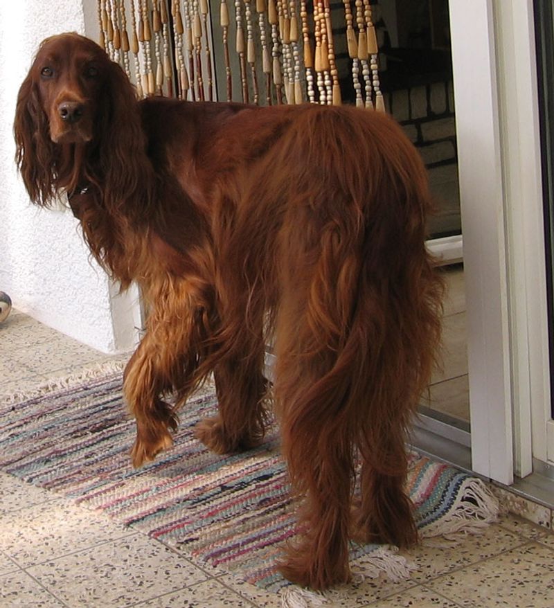 Irish Setter