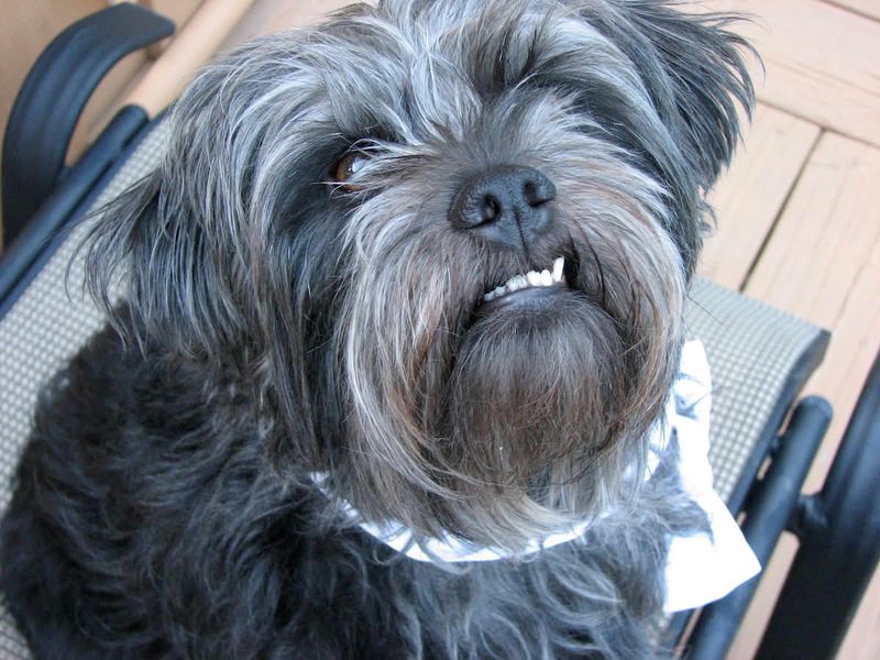 29 Small Dog Breeds That Form Especially Close Bonds with Their Owners 27 Affenpinscher