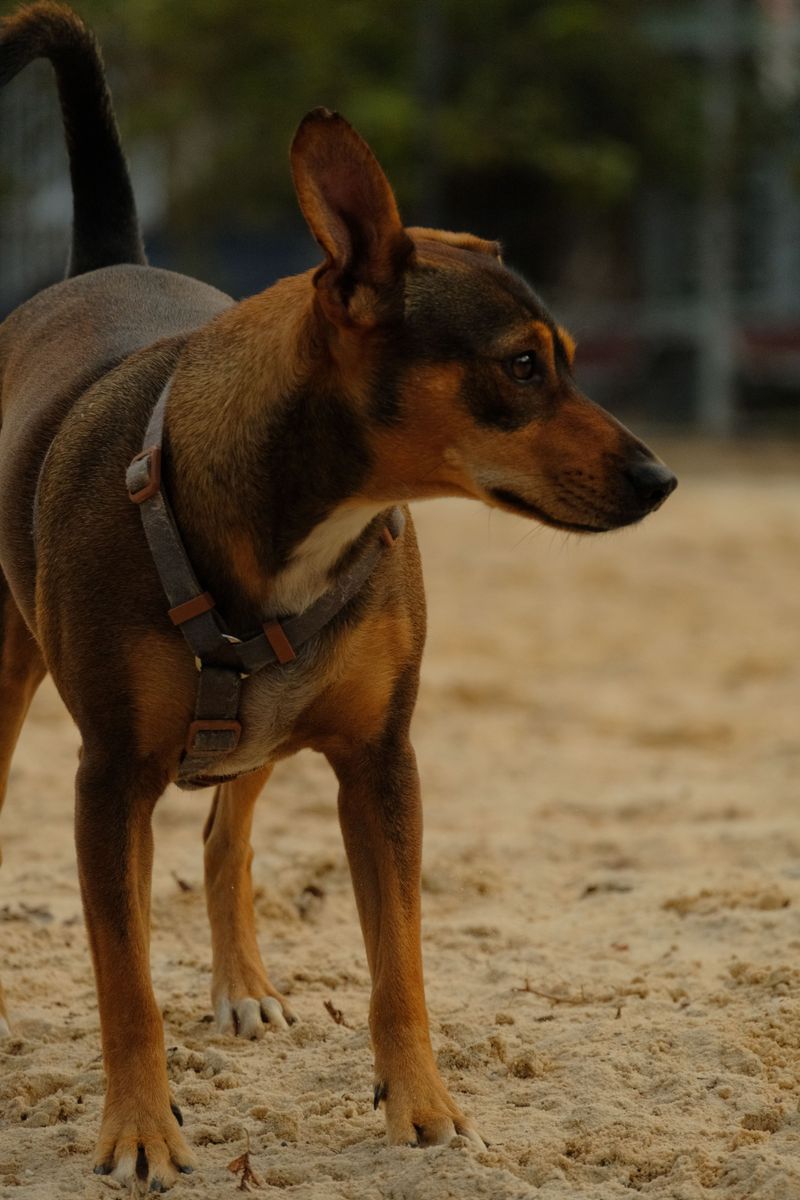 10 moments when correcting your dog may silence information you actually needed to hear 7 Turning their head during social pressure