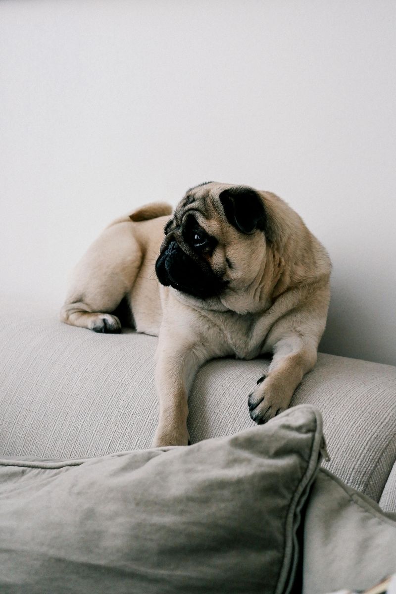 Pug