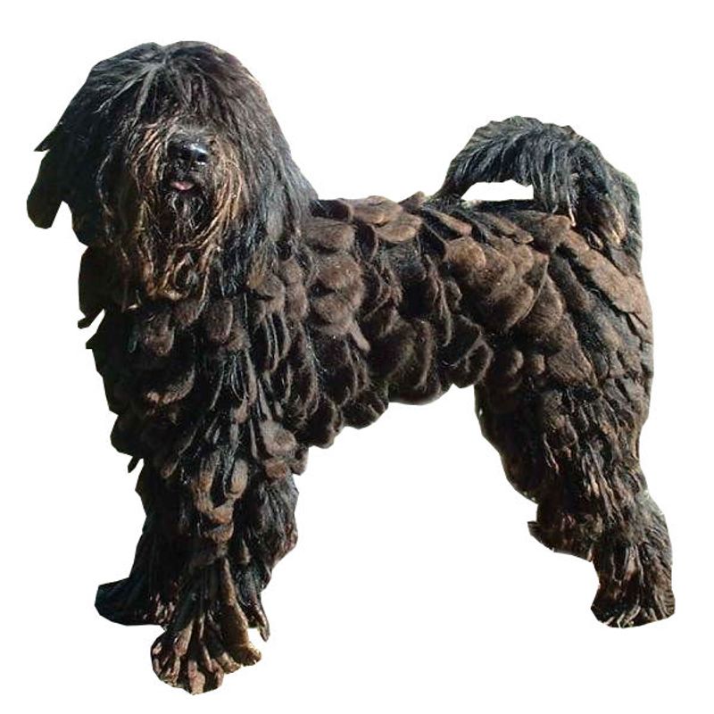 Owners Are Building “Decompression Zones” - 10 Breeds That Benefit Most From a Quiet Corner 7 Bergamasco Sheepdog