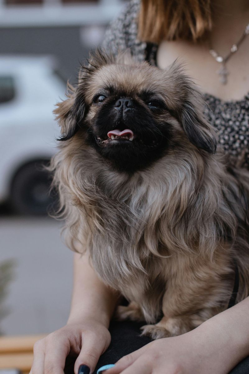Pekingese