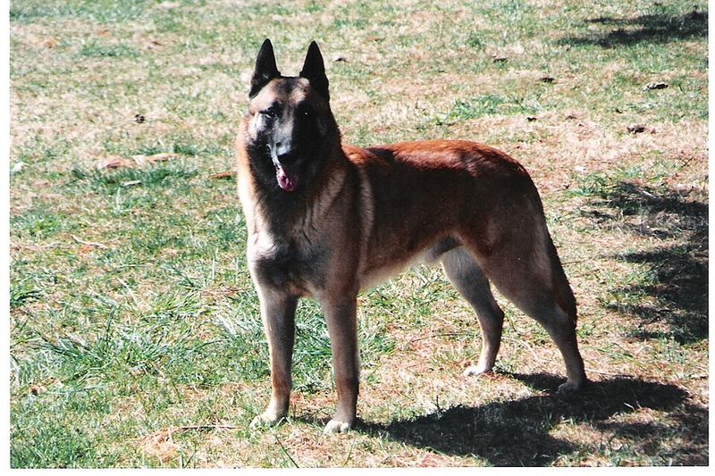Belgian Malinois