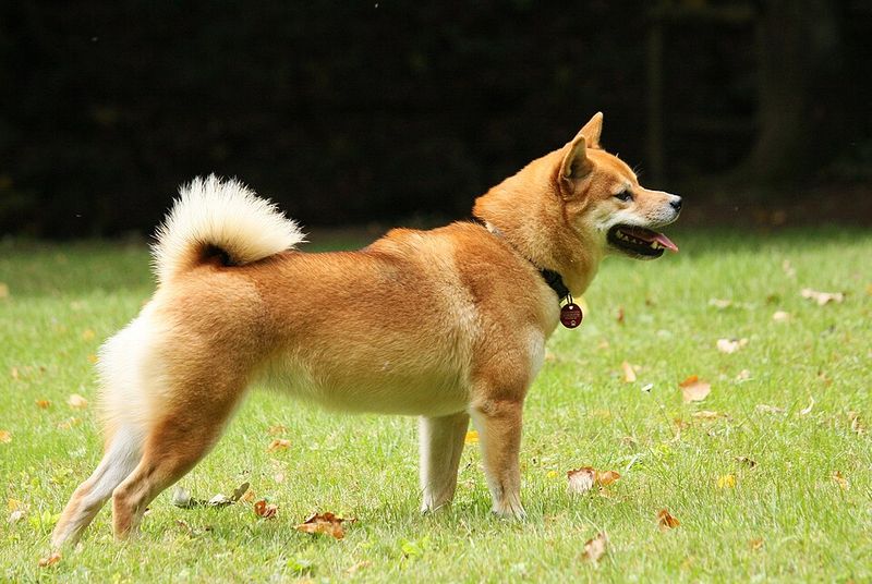 Think your dog knows what you're thinking? These 10 breeds may surprise you - plus 2 independent exceptions 12 Shiba Inu