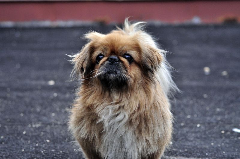 The front door closes and the hardest part of the day may begin for these highly social dog breeds 8 Pekingese