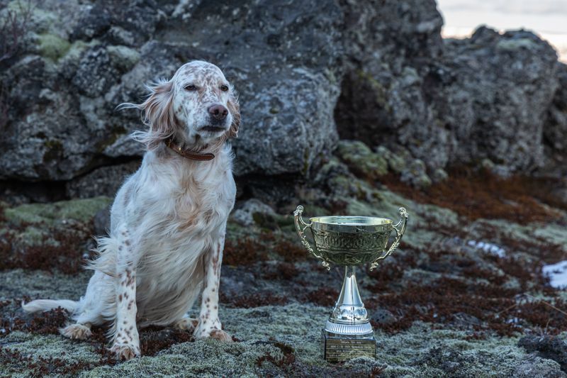 The calm confidence of these dog breeds often becomes contagious around the home 7 English Setter