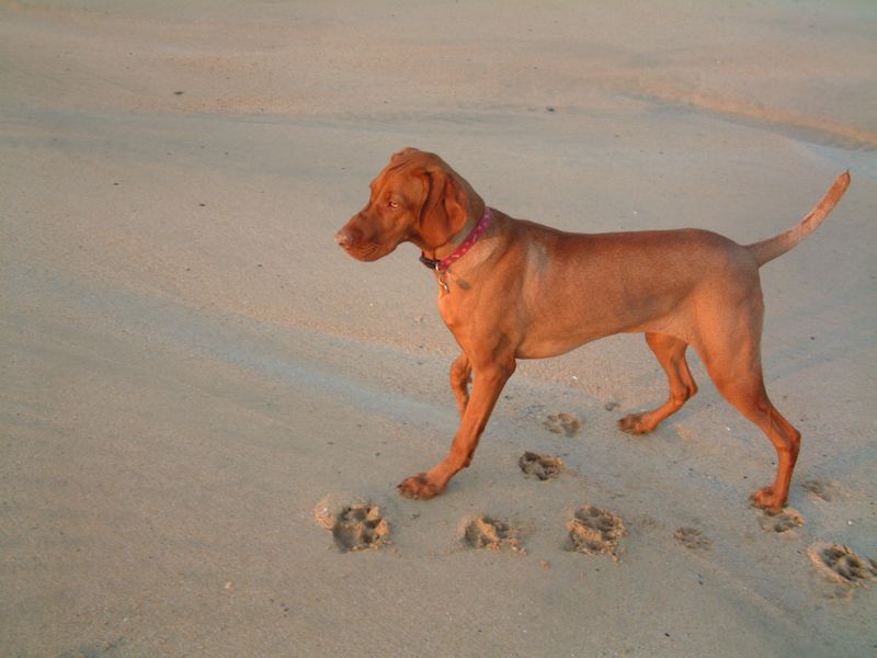 These 11 dog breeds think every car ride leads somewhere exciting - plus 2 that disagree completely 4 Vizsla
