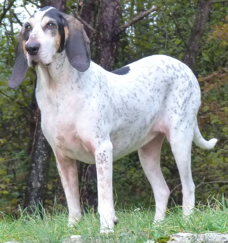Rare Sporting Dogs Hunters Are Quietly Bringing Back 6 Gascon Saintongeois