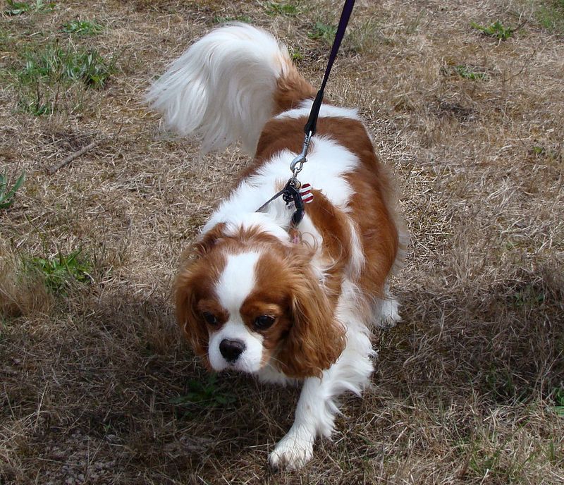 English Toy Spaniel