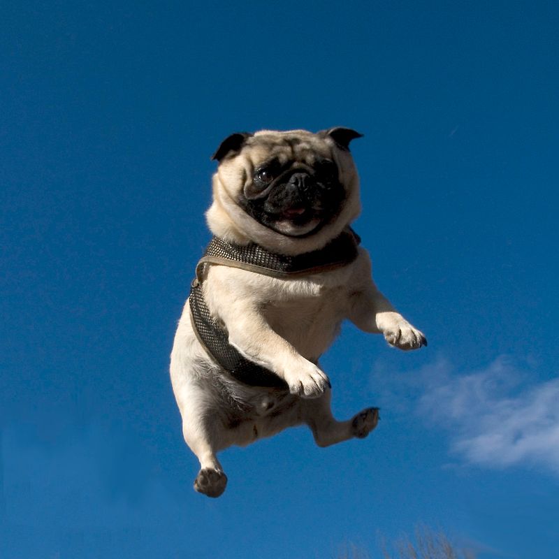 16 Dog Types That Get Hyper-Excited Every Time The Leash Comes Out 9 Pug