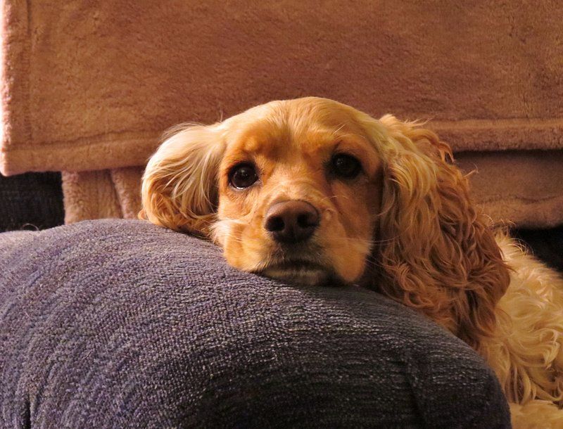 Dog ownership trends are changing, and these 14 breeds are feeling it 14 Cocker Spaniel