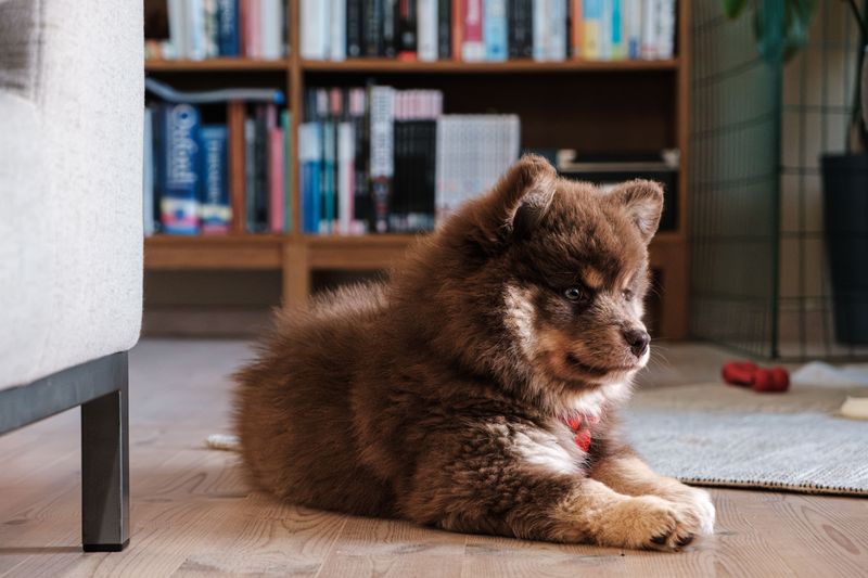 While everyone knows the same popular breeds, these 11 remarkable dogs remain hidden treasures 2 Finnish Lapphund