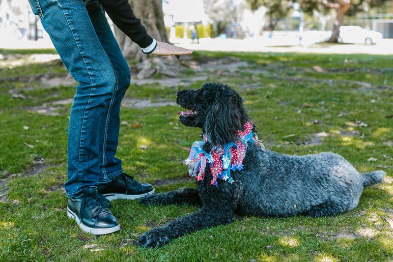 Standard Poodle