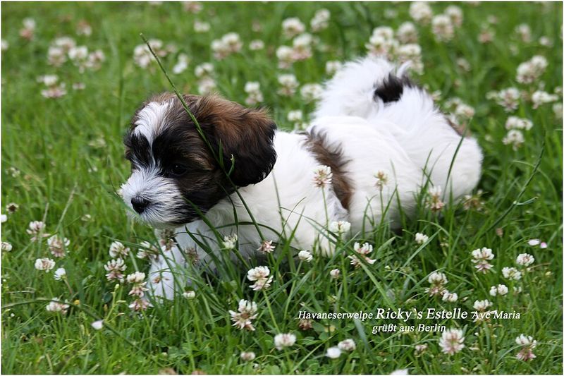 Havanese