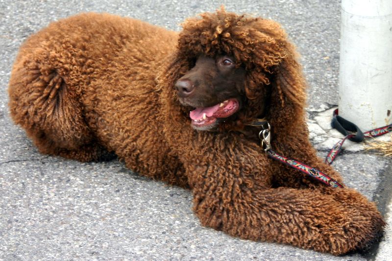 Irish Water Spaniel