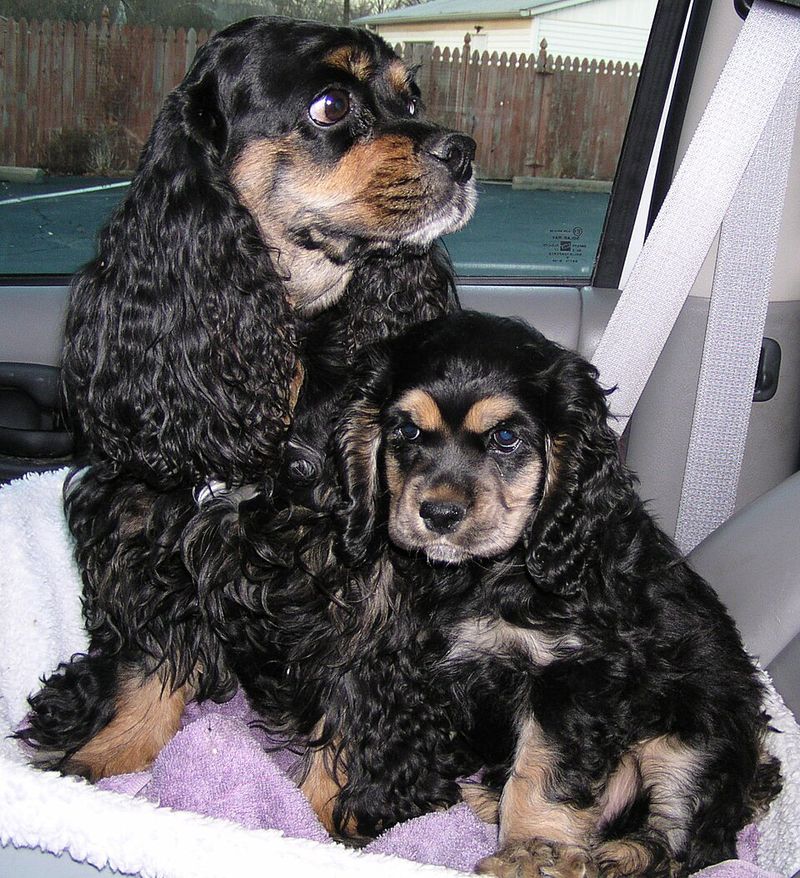 Cocker Spaniel