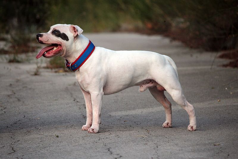 The dog everyone scrolls past could be exactly the companion they've been searching for 3 Staffordshire Bull Terrier