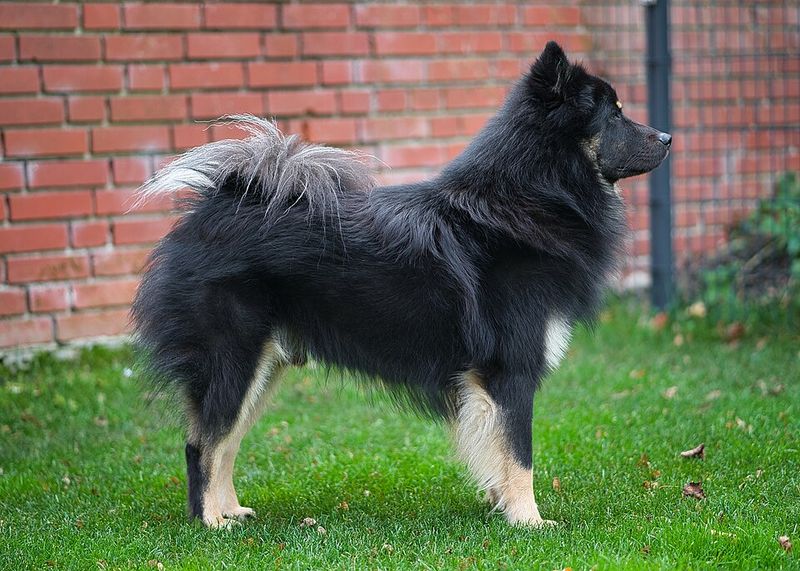 19 dog breeds that act like they’ve assigned themselves a role in your life 15 Eurasier