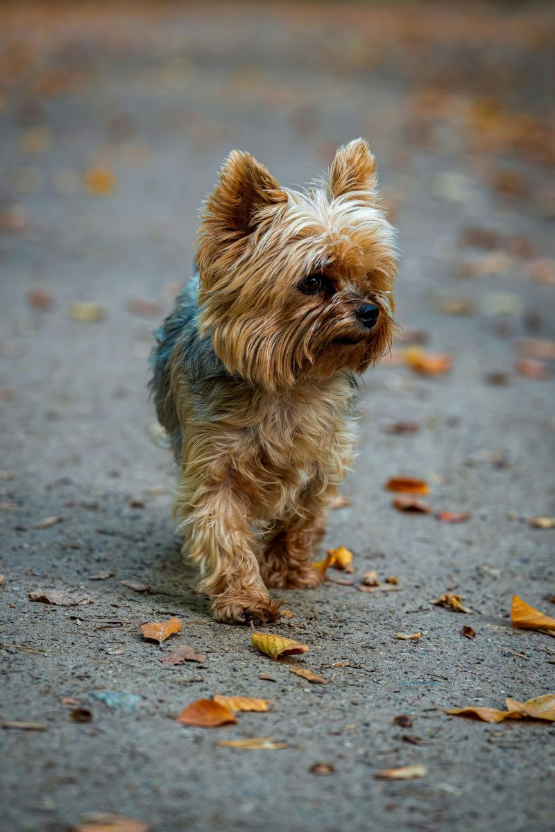 25 Small Dog Breeds That Combine Courage with Endless Energy 6 Yorkshire Terrier
