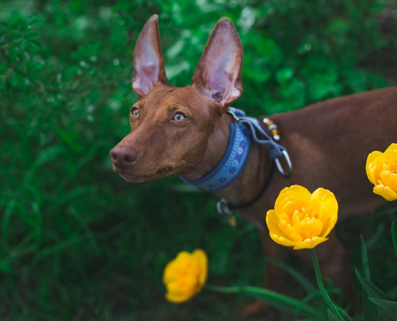 13 escape-artist dog breeds that constantly keep owners on alert 10 Pharaoh Hound