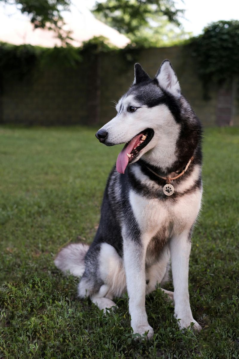Siberian Husky