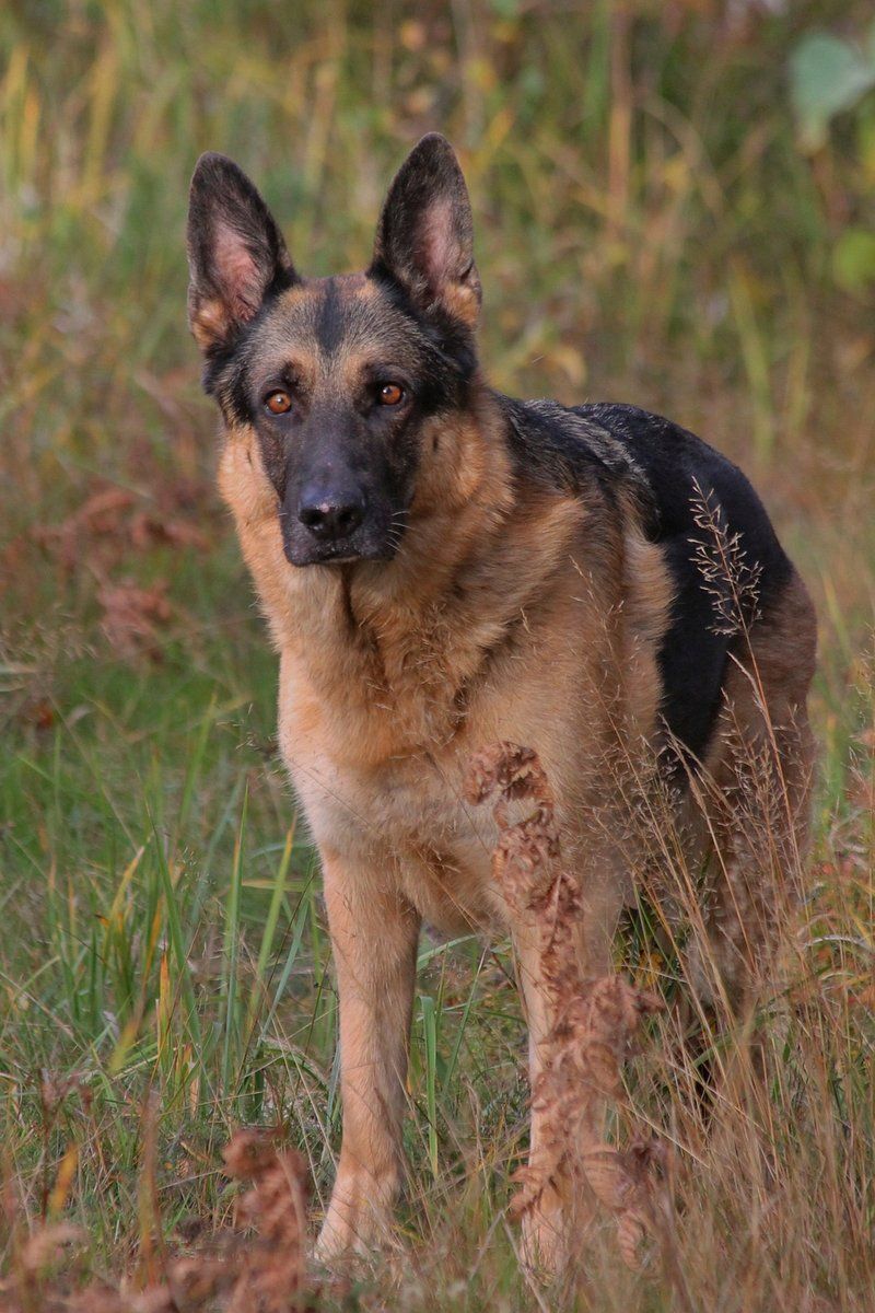 13 dogs that look like they belong on magazine covers - but their personalities may surprise you even more 5 German Shepherd