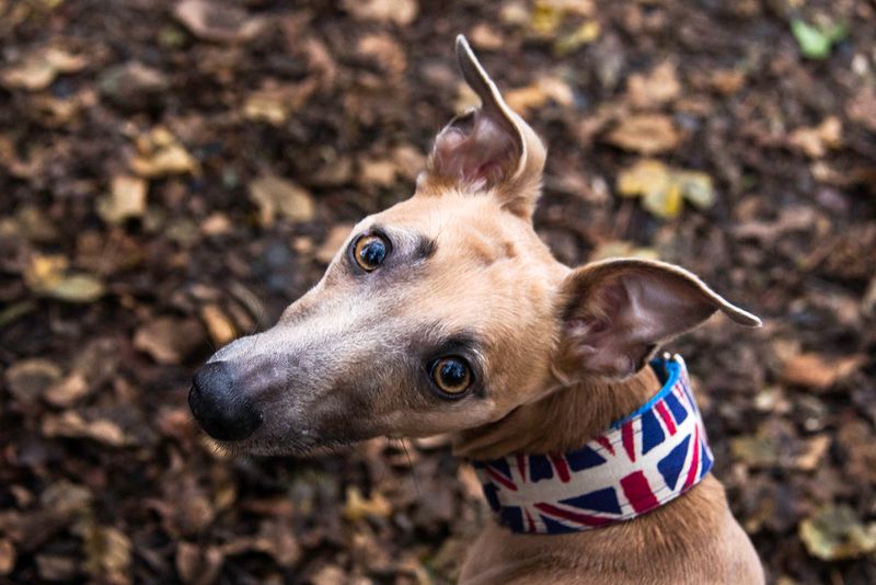 Forget the backyard myth - These 13 dog breeds show why home is about people, not space 6 Whippet
