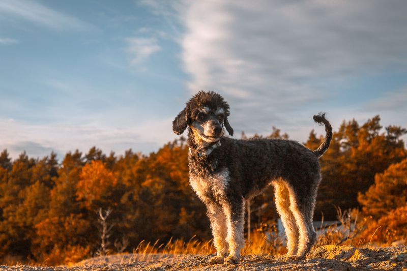 10 dog breeds that care more about daily activity than yard size - plus 3 surprisingly adaptable companions 8 Standard Poodle