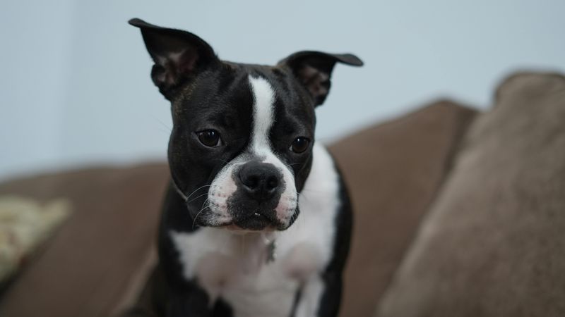 15 companion dog breeds perfect for indoor households and apartments 9 Boston Terrier